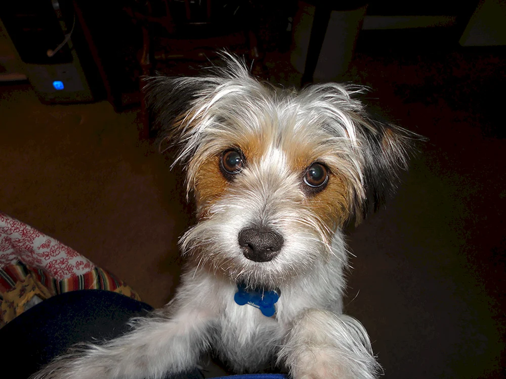 Yorkshire Terrier Mix