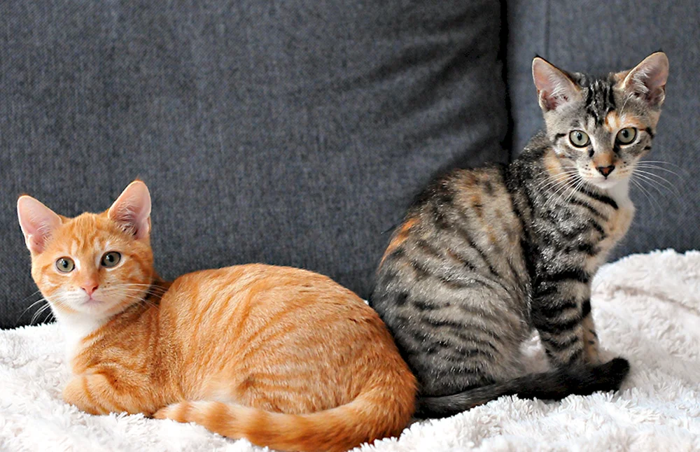 Europäisch Kurzhaar Katze
