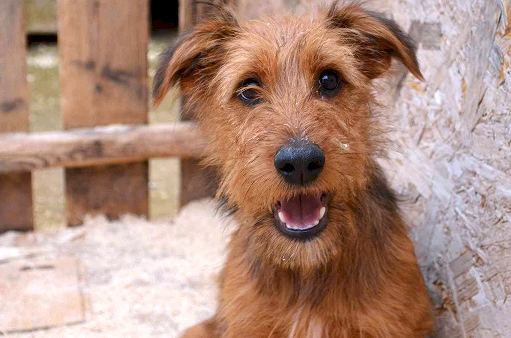 Bergamasco Sheepdog