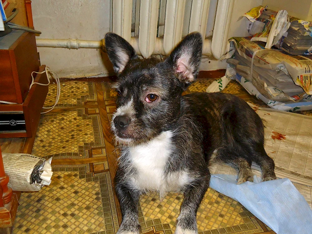 Métis MOPCA und Chihuahua