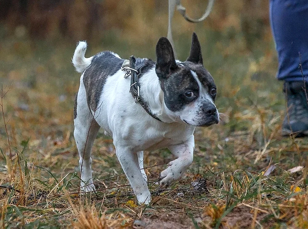 Französische Bulldogge métis