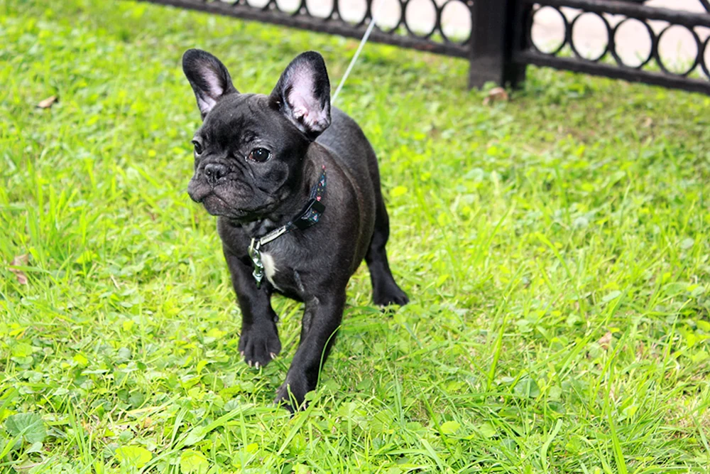 Französische Bulldogge flauschig