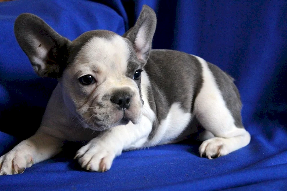 Métis von Französischer Bulldogge und Chihuahua