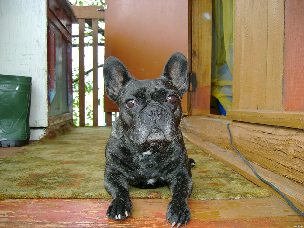 Métis von Französischer Bulldogge und Chihuahua. Französische Bulldogge und Chihuahua