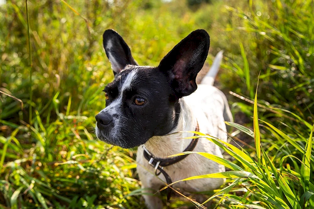 Französische Bulldogge und Jack Russell