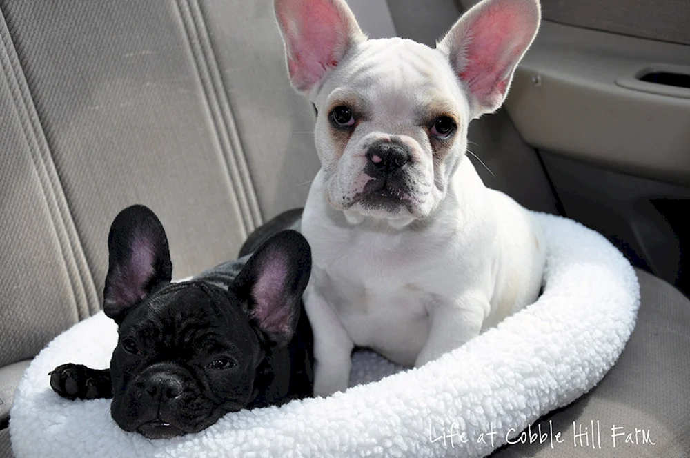 Boston Terrier Bulldogge