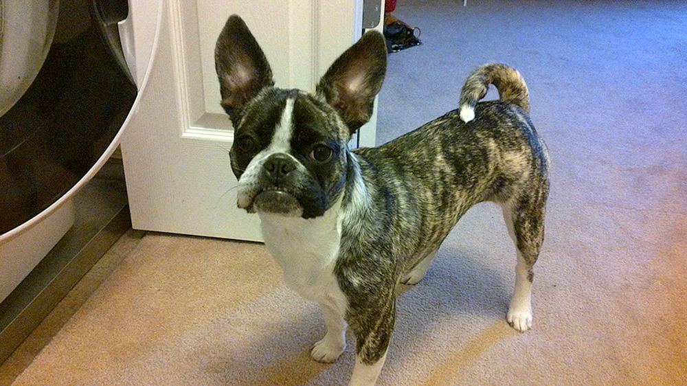 Métis von Französischer Bulldogge und Chihuahua