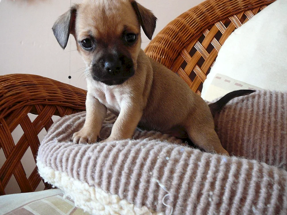 Französische Bulldogge Métis. Französische Bulldogge und MischlingshundMixFranzösische Bulldogge und DackelMixFranzösische Bulldogge und DackelMixFranzösische Bulldogge und MischlingshundMixHusky-Alabai-MixBoston-Terrier-Bulldoggen-MixFranzösische Bulldogge und Dackel-MixBoston-Terrier-MixBoston-Terrier-MixMOPSA und Schäferhund-MixFranzösische Bulldogge und Chihuahua-Mix. Chihuahua