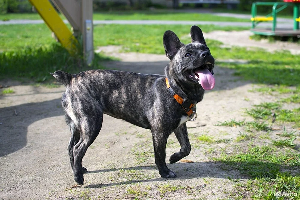 Métis von Französischer Bulldogge und Mischling