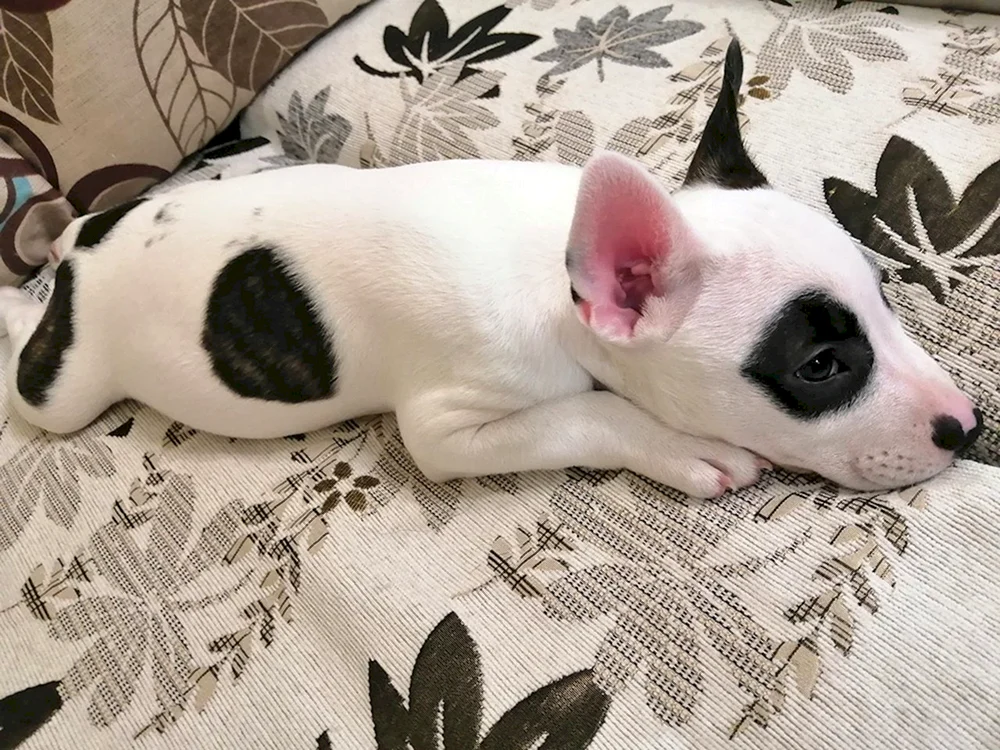 Französische Bulldogge und Chihuahua-Mischling