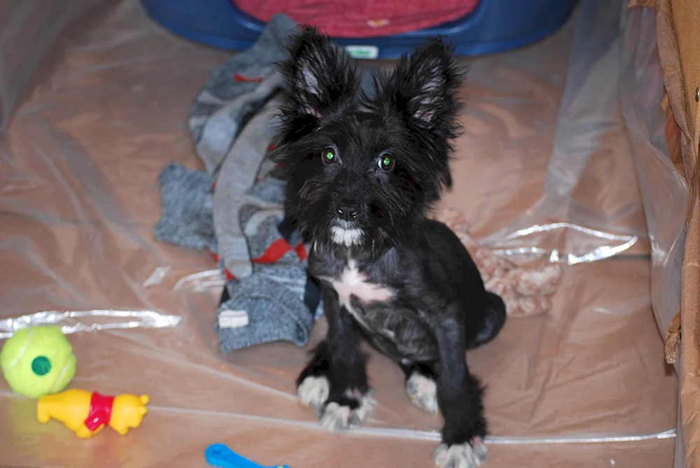 York und Yorkie Mix