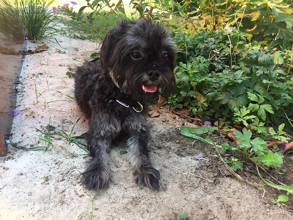Yorkie und Bologna métis