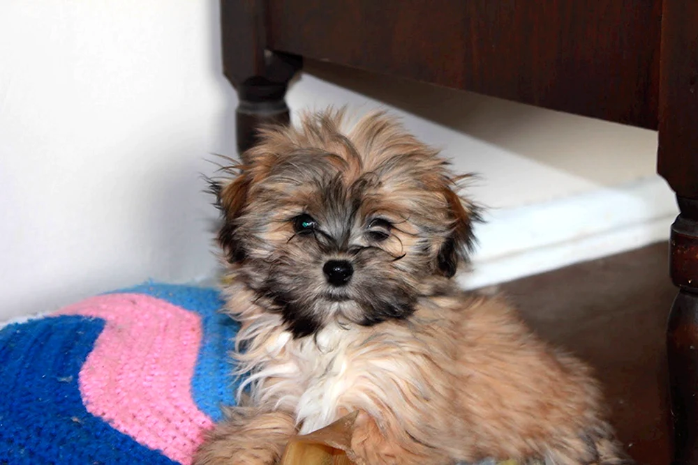 Mestiz Yorkie und Bolognese