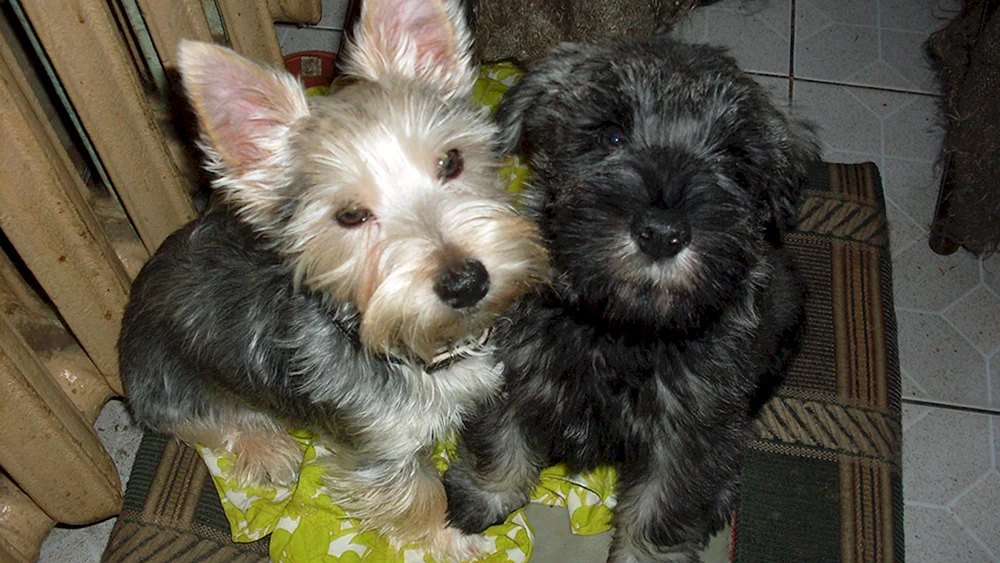Mestiz Yorkie und Bolognese