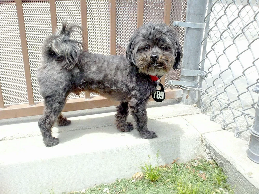 Yorkie und Pudel mestizo