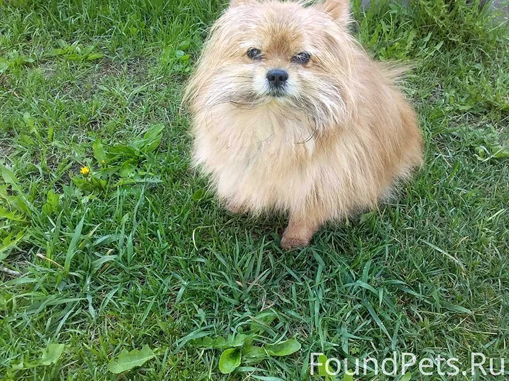 Pomeranian Terrier