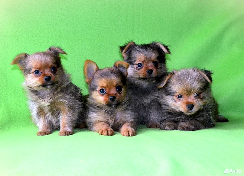 Yorkie und Spitz métis