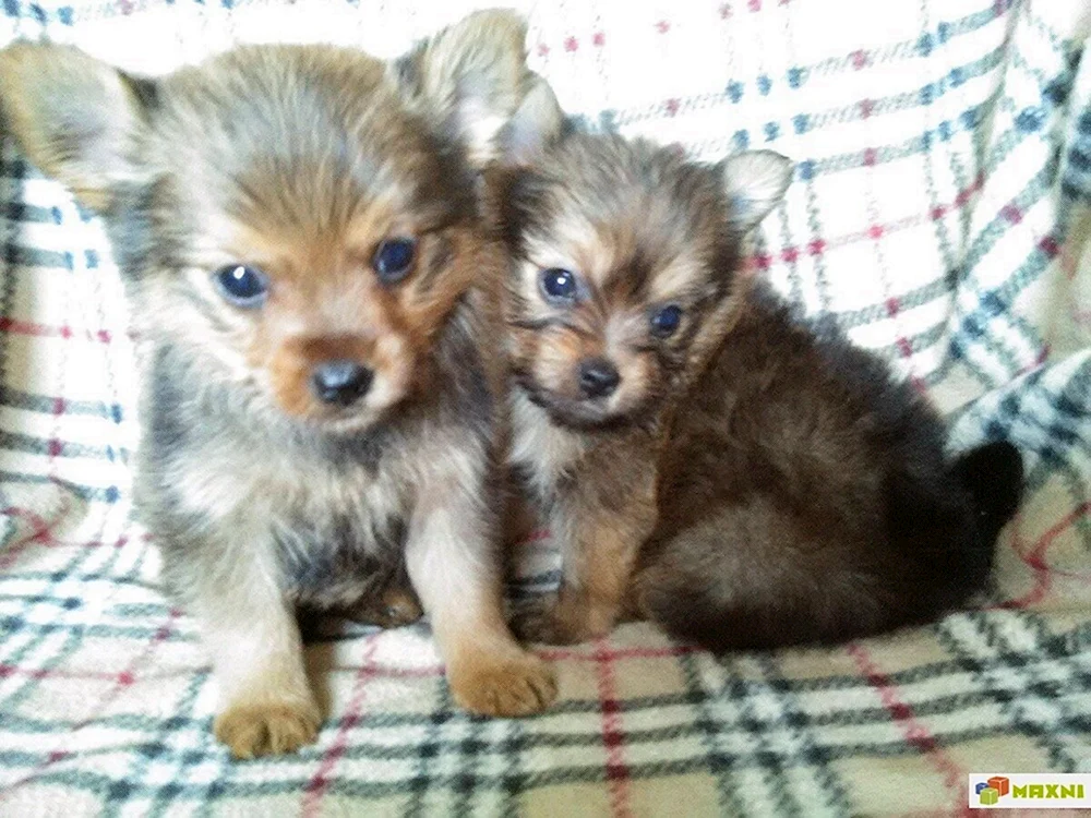 Yorkie und Spitz