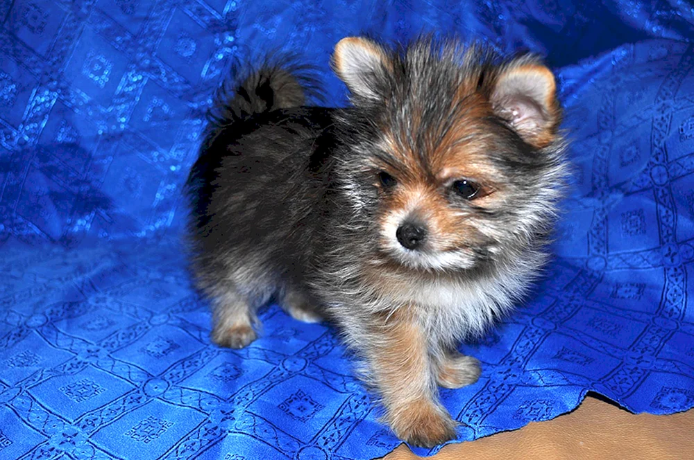 Yorkie und Spitz-Mix