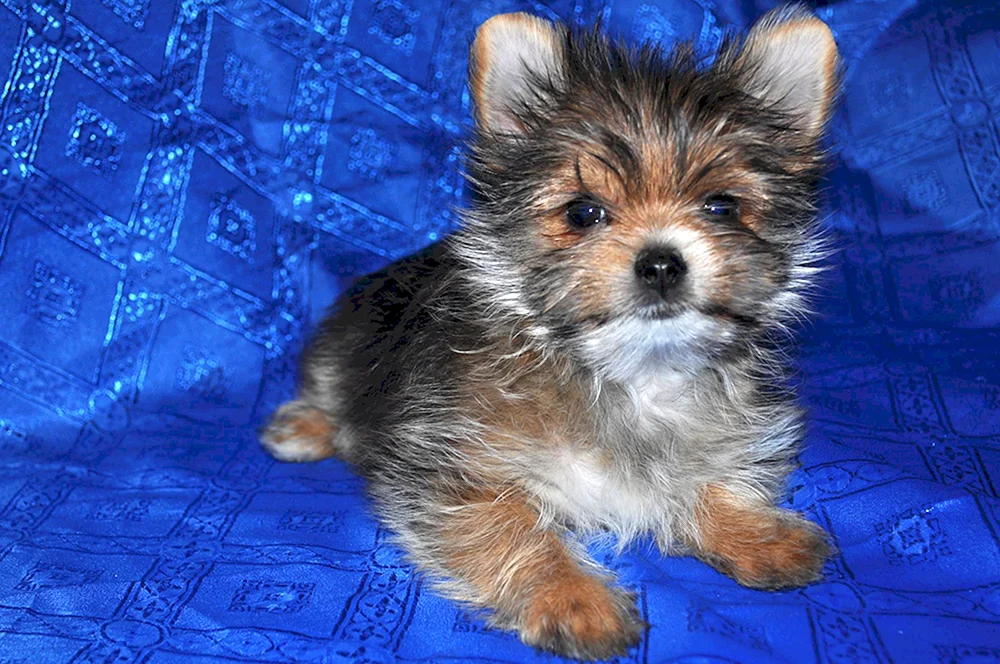Yorkie und Spitz-Mix