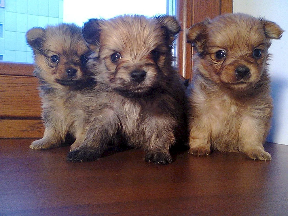 Yorkie und Spitz-Mix