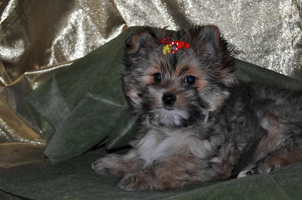 Yorkie und Spitz-Mix
