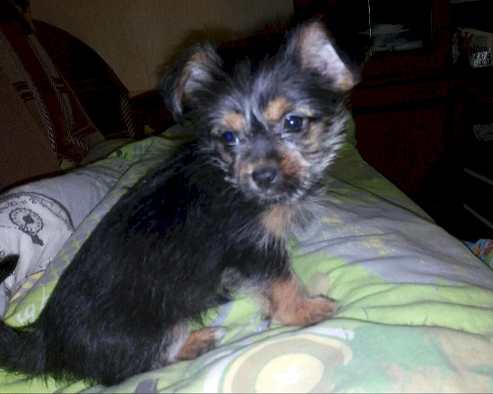 Yorkie und Spitz Mix schwarz