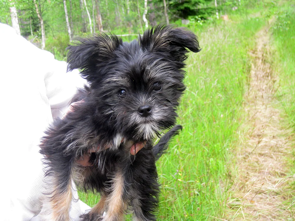 Yorkshire Terrier Chorkie