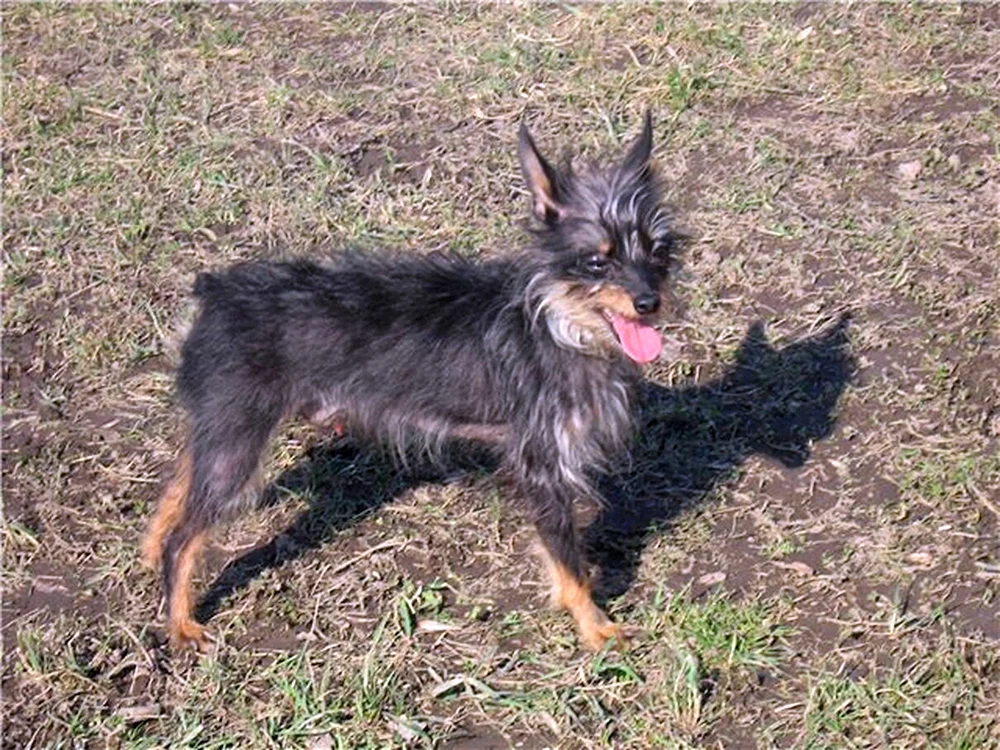 Yorkshire Terrier Mix