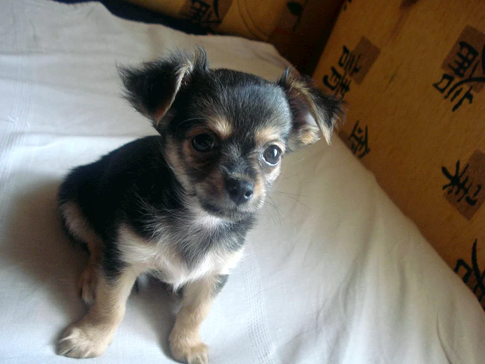 Mops und Chihuahua-Mix
