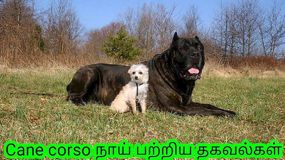 Mastiff Kane Corso
