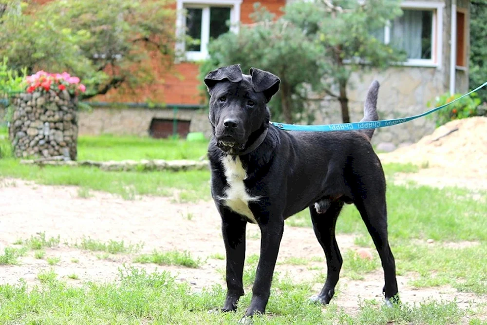 Kane Corso und Labrador-MixAlabai und Kane Corso-MixKane Corso-MixKane Corso-MixKane Corso-MixKane Corso und Doga-MixStaffordshire Terrier Kane Corso métisKane Corso tiger métisKane Corso-MixKane Corso-MixKane Corso-Mix Corso Marcus