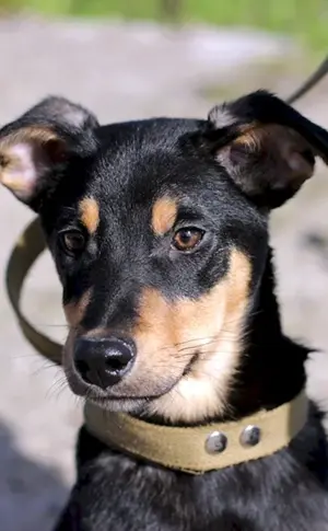 Zwergpinscher métis