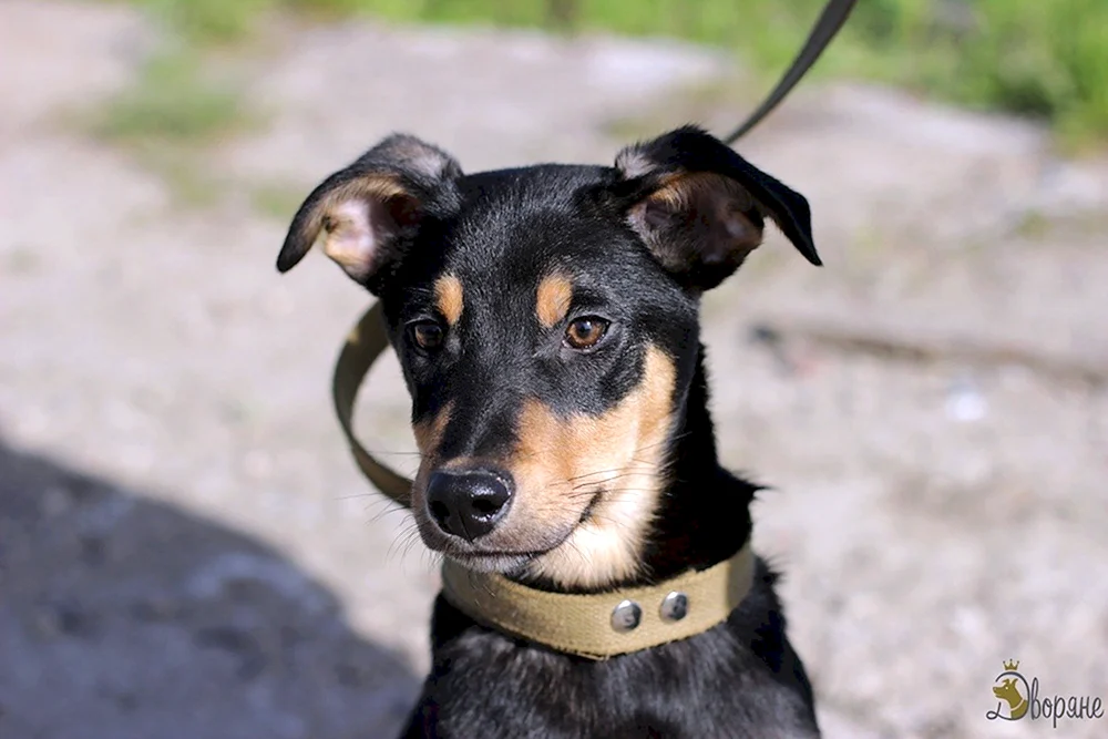 Zwergpinscher métis
