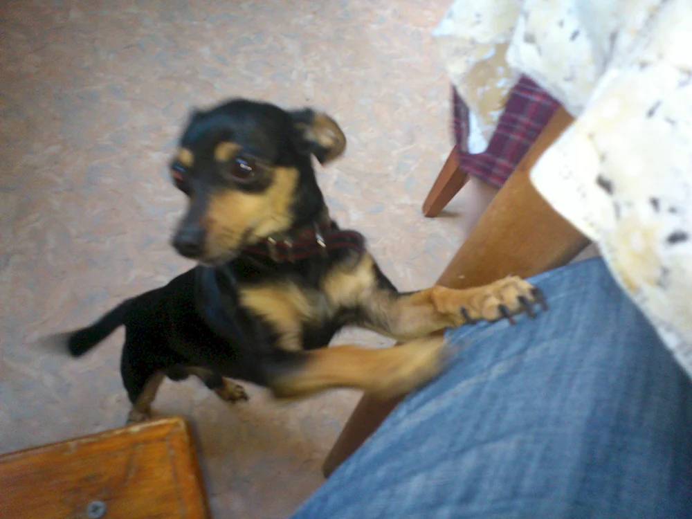 Zwergpinscher métis