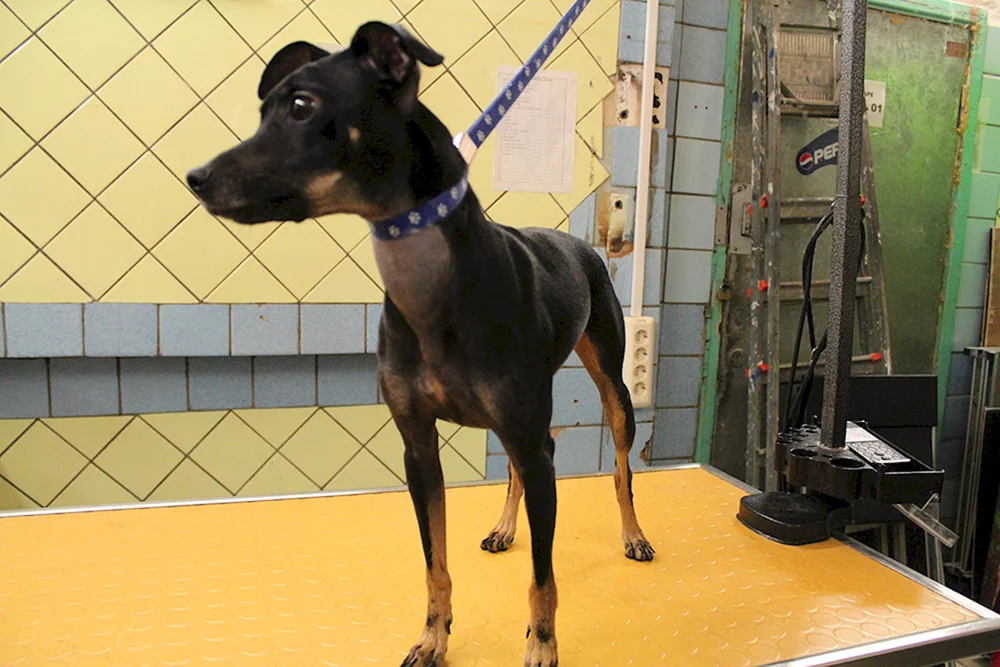 Zwergpinscher Terrier und Dackel.