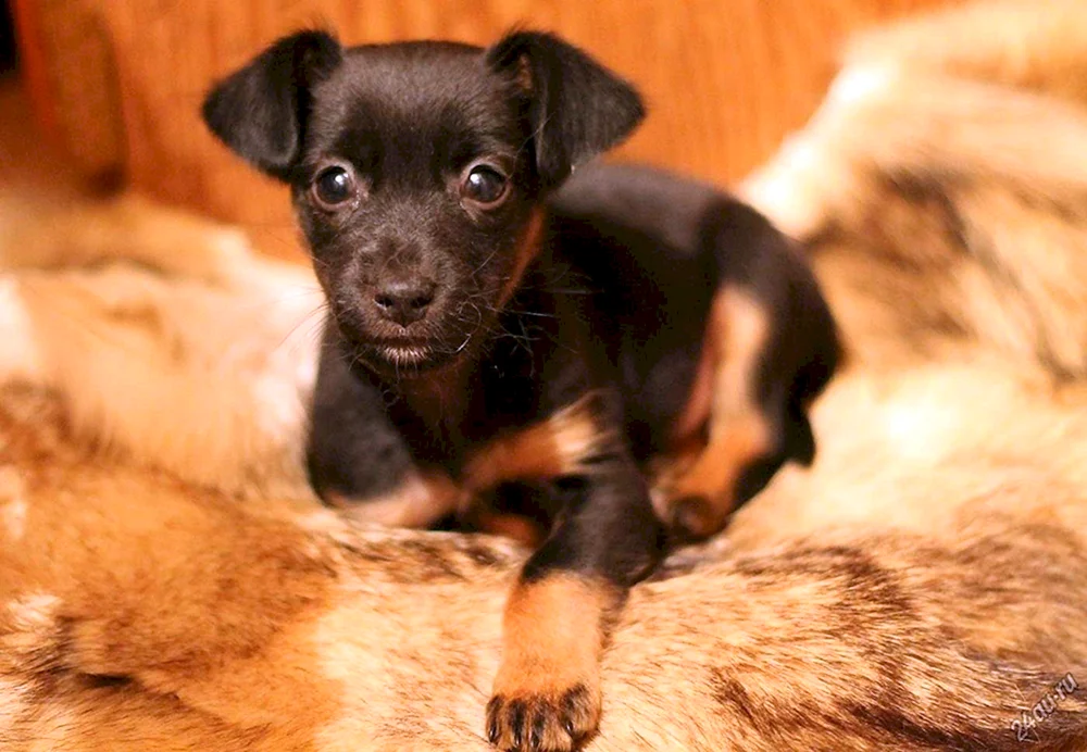 Ret Mestizo-Terrier