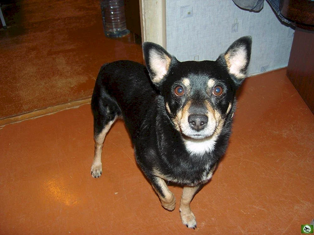 Mischlings-Terrier