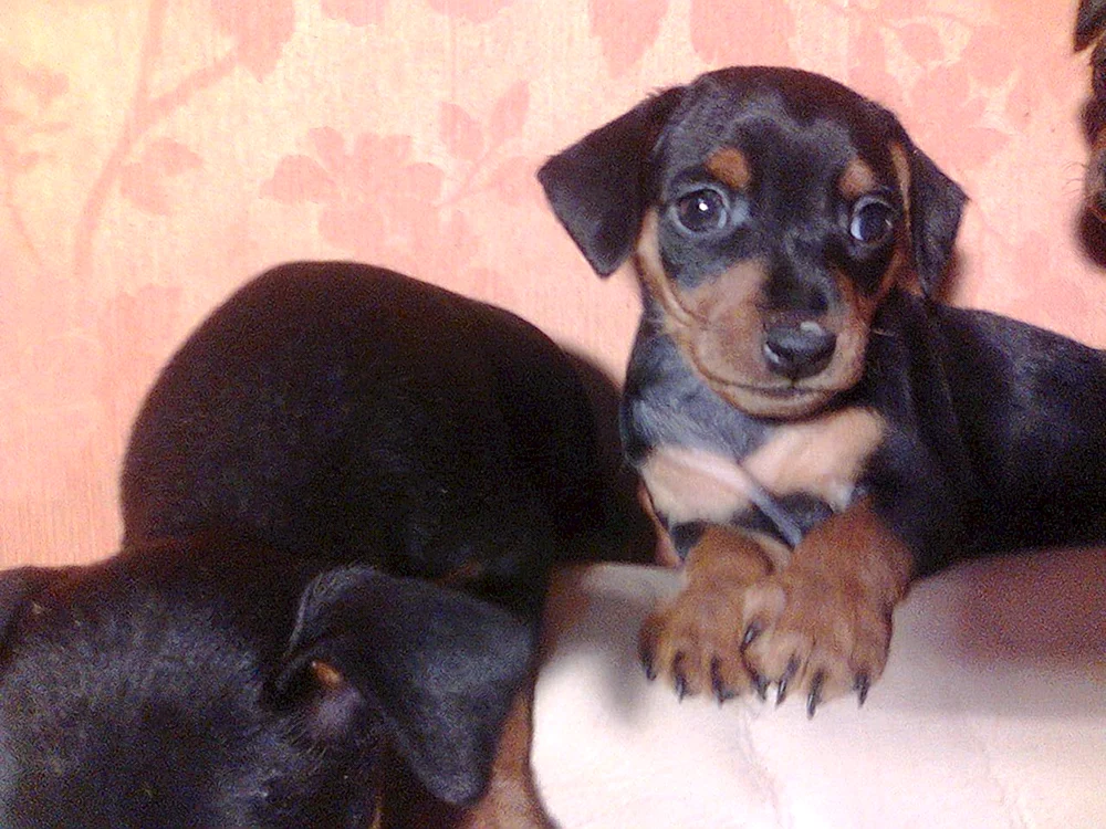 Zwergpinscher Métis