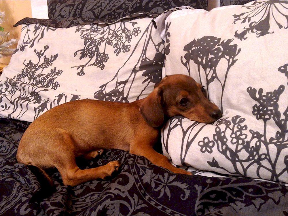 Dachshund und Jack Russell métis