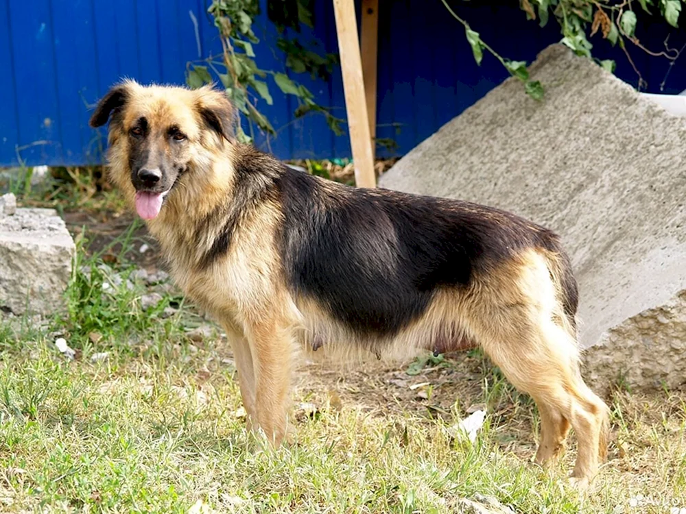 Kaukasischer und Deutscher Schäferhund
