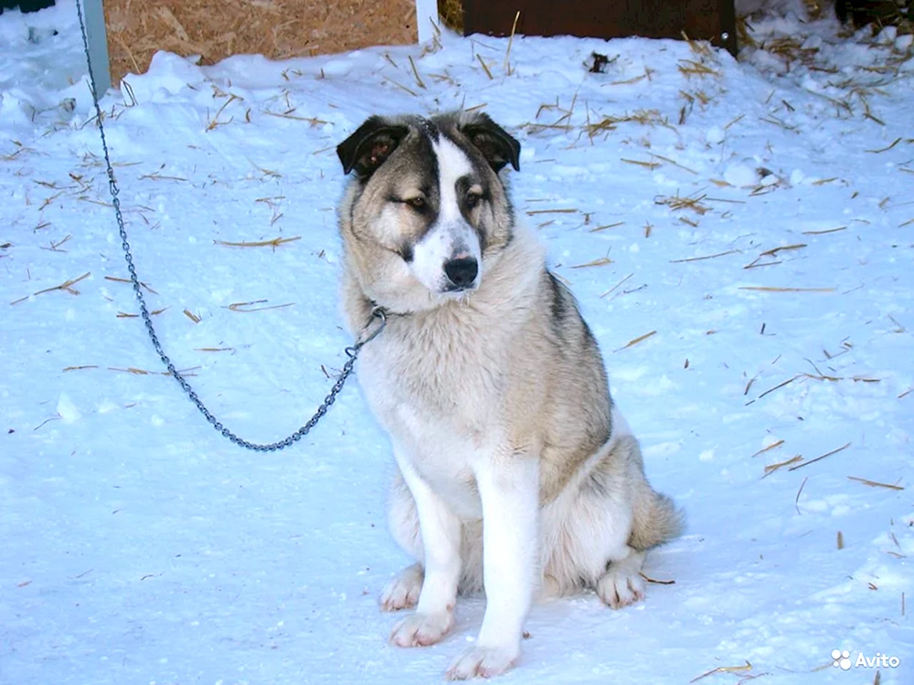 Métis Husky Alabai