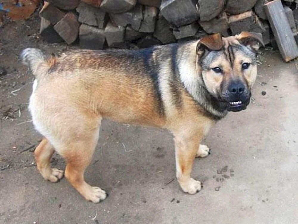 Métis Chihuahua und Pekingese