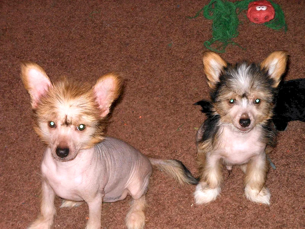Mestiz Chihuahua und Toy Terrier