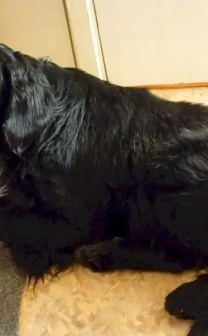 Métis Cocker Labrador