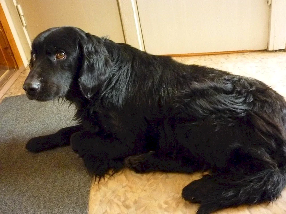 Métis Cocker Labrador