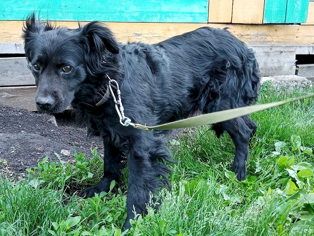 Mestizo Cocker Labrador