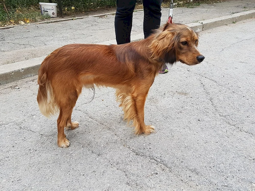 Métis Cocker Spaniel