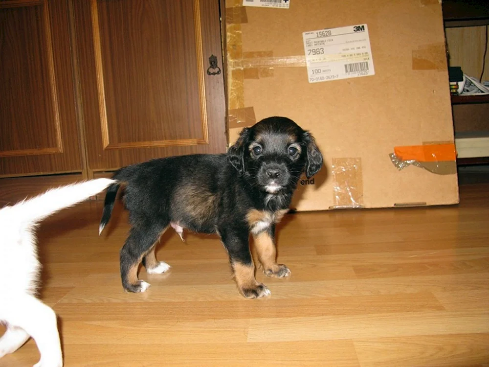 Mestizo Cocker Spaniel