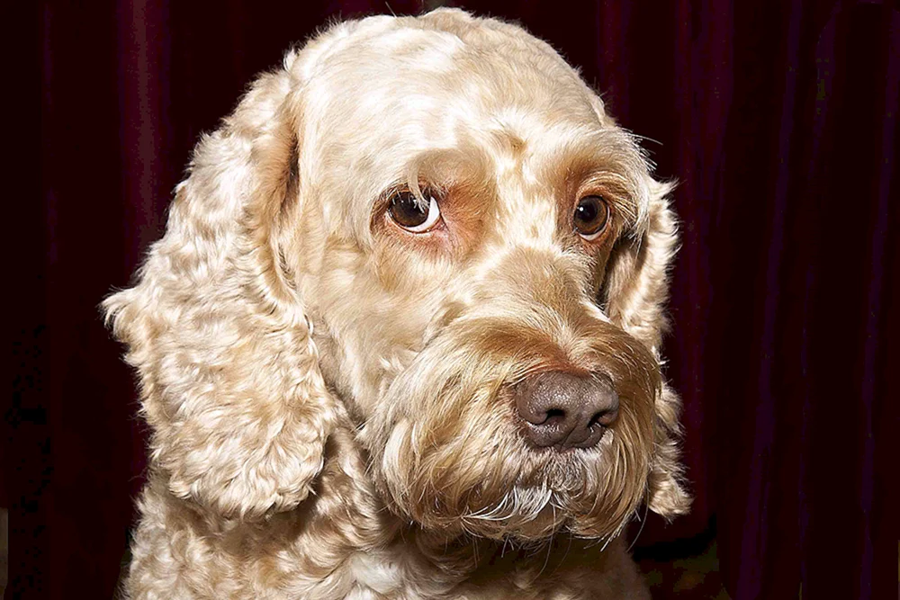 Cocker spaniel mestizo